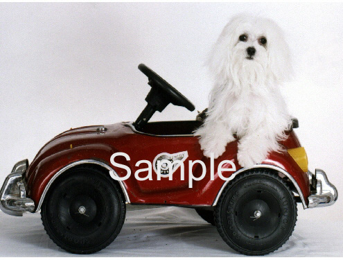MALN10.jpg